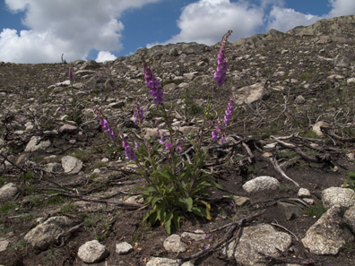 20090628_c14.jpg