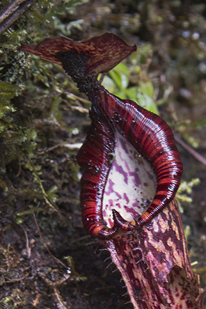 20160402_c40-2.jpg